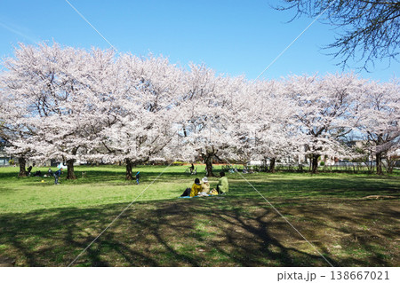 武蔵国分寺七重塔跡の広場の桜2026 138667021