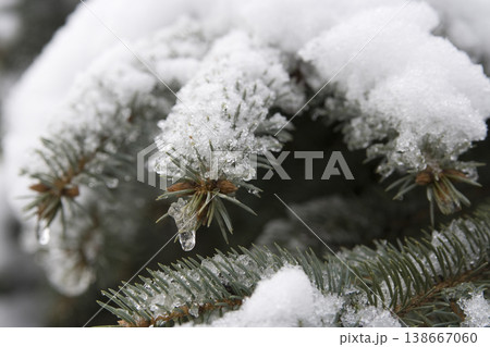 A close-up of a spruce branch covered in snow 138667060