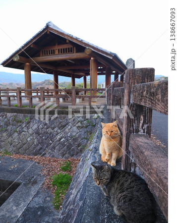 満濃池の猫 香川県まんのう町5 満濃池の猫 香川県まんのう町5 138667093