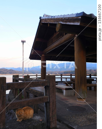 満濃池の猫　香川県まんのう町2 138667100