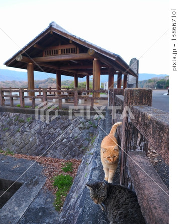 満濃池の猫　香川県まんのう町 138667101