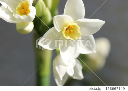 早春の庭に咲く白いフサザキスイセンの花 早春の庭に咲く白いフサザキスイセンの花 138667149