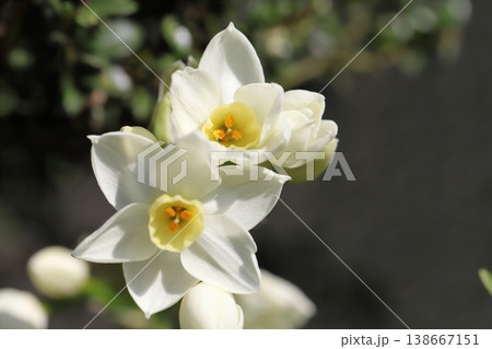 早春の庭に咲く白いフサザキスイセンの花 138667151