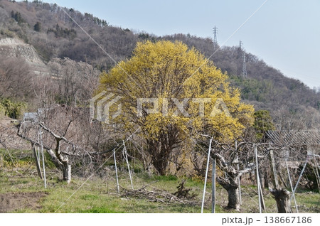 果樹畑にある山茱萸の大木 138667186