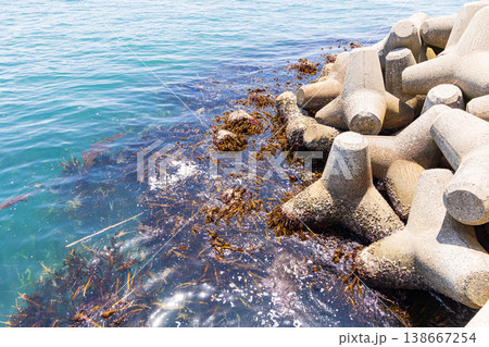 大蔵海岸の消波ブロックと海藻 138667254
