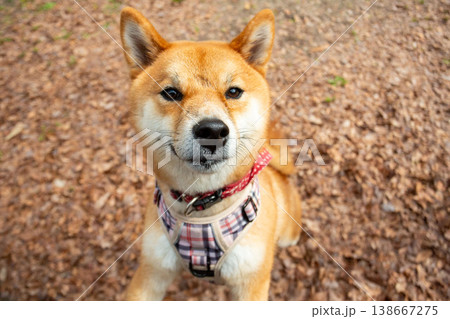 落ち葉の上でにっこり見上げる柴犬のかわいい表情 落ち葉の上でにっこり見上げる柴犬のかわいい表情 138667275