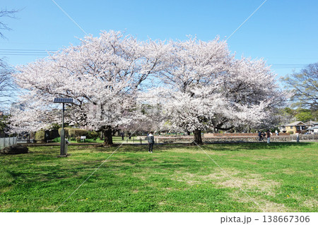 武蔵国分寺跡の桜2026(礎石付近) 武蔵国分寺跡の桜2026(礎石付近) 138667306