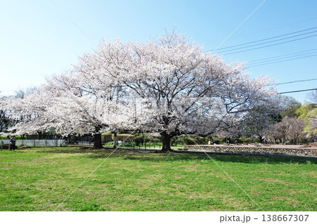武蔵国分寺跡の桜2026（礎石付近） 138667307