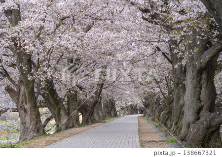 満開の背割堤の桜 満開の背割堤の桜 138667321