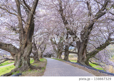 満開の背割堤の桜 満開の背割堤の桜 138667329