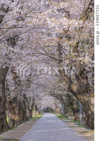 満開の背割堤の桜 満開の背割堤の桜 138667331