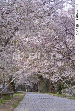 満開の背割堤の桜 満開の背割堤の桜 138667334