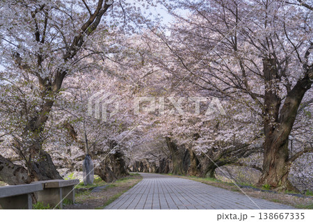 満開の背割堤の桜 138667335