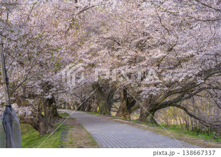 満開の背割堤の桜 満開の背割堤の桜 138667337