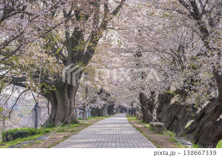 満開の背割堤の桜 満開の背割堤の桜 138667339