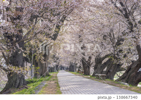 満開の背割堤の桜 満開の背割堤の桜 138667340