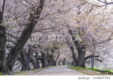 満開の背割堤の桜 満開の背割堤の桜 138667343