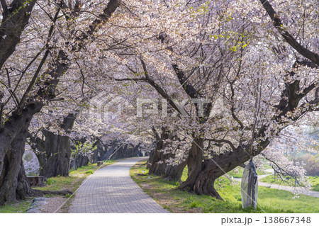 満開の背割堤の桜 138667348