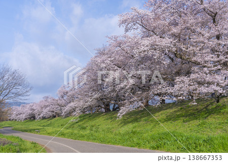 満開の背割堤の桜 138667353