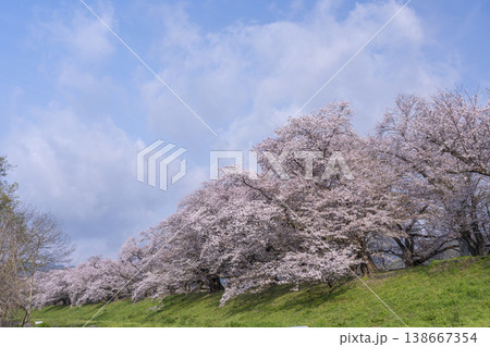満開の背割堤の桜 満開の背割堤の桜 138667354