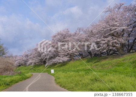 満開の背割堤の桜 満開の背割堤の桜 138667355