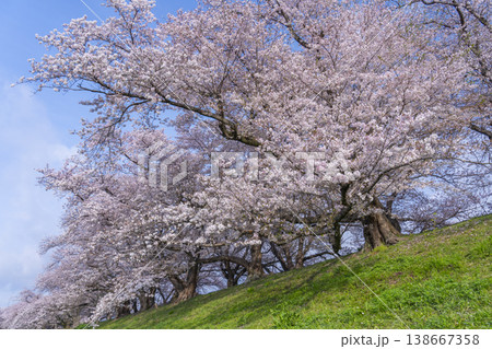 満開の背割堤の桜 満開の背割堤の桜 138667358