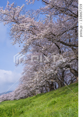 満開の背割堤の桜 満開の背割堤の桜 138667359