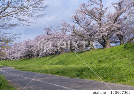 満開の背割堤の桜 138667363