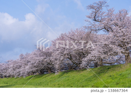 満開の背割堤の桜 満開の背割堤の桜 138667364