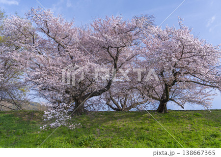 満開の背割堤の桜 満開の背割堤の桜 138667365