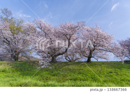 満開の背割堤の桜 満開の背割堤の桜 138667366
