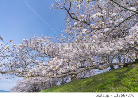 満開の背割堤の桜 138667376