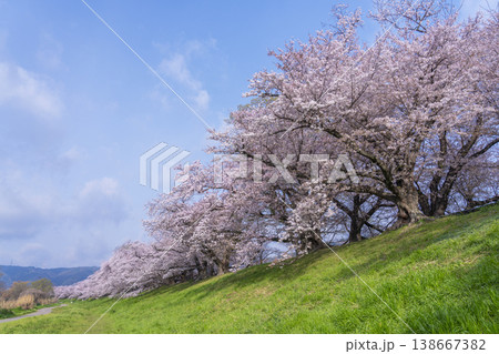 満開の背割堤の桜 満開の背割堤の桜 138667382