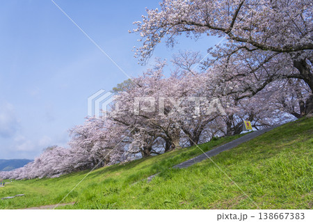 満開の背割堤の桜 138667383