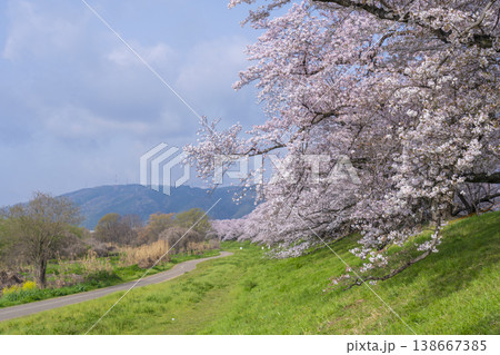 満開の背割堤の桜 満開の背割堤の桜 138667385