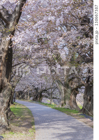 満開の背割堤の桜 満開の背割堤の桜 138667387