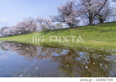 満開の背割堤の桜 138667390