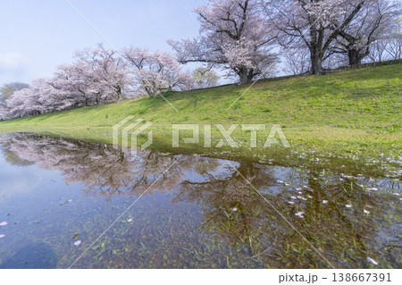 満開の背割堤の桜 138667391