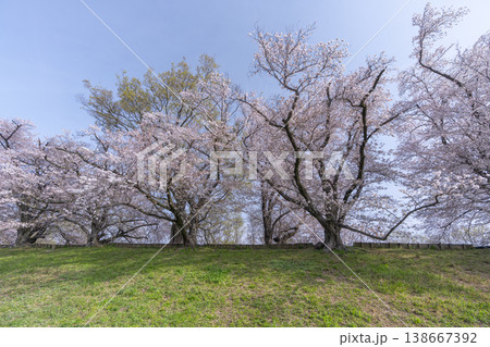 満開の背割堤の桜 138667392
