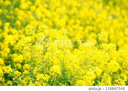 【愛媛県伊予市】 閏住の菜の花畑 138667548