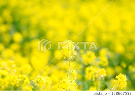 【愛媛県伊予市】 閏住の菜の花畑 【愛媛県伊予市】 閏住の菜の花畑 138667552