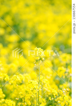 【愛媛県伊予市】 閏住の菜の花畑 138667554