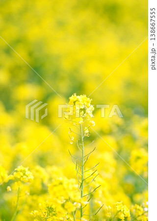 【愛媛県伊予市】 閏住の菜の花畑 138667555