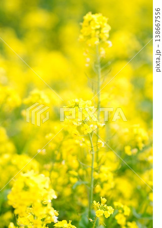 【愛媛県伊予市】 閏住の菜の花畑 【愛媛県伊予市】 閏住の菜の花畑 138667556