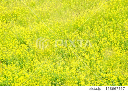 【愛媛県伊予市】 閏住の菜の花畑 138667567