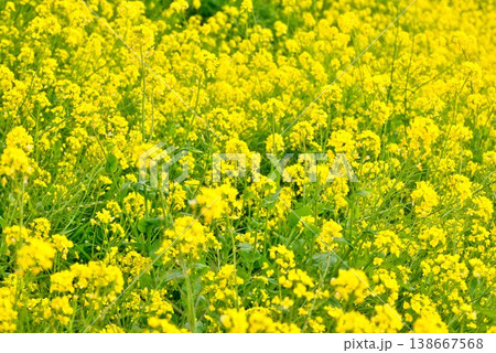 【愛媛県伊予市】 閏住の菜の花畑 138667568