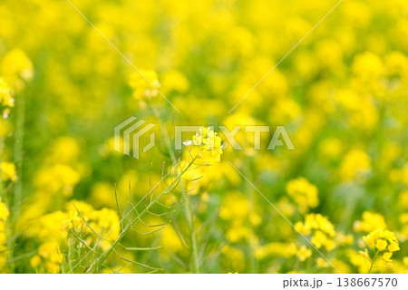 【愛媛県伊予市】 閏住の菜の花畑 【愛媛県伊予市】 閏住の菜の花畑 138667570