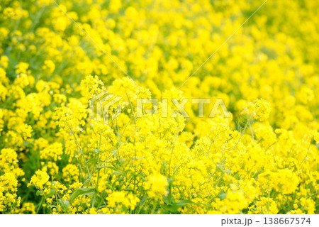 【愛媛県伊予市】 閏住の菜の花畑 【愛媛県伊予市】 閏住の菜の花畑 138667574