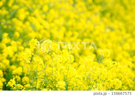【愛媛県伊予市】 閏住の菜の花畑 138667575