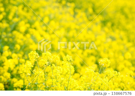【愛媛県伊予市】 閏住の菜の花畑 138667576